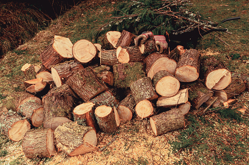 Log pile