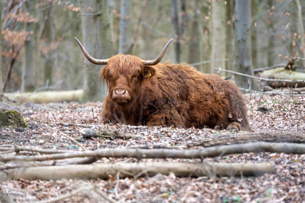 istock Scottish highlander cow 1306868419