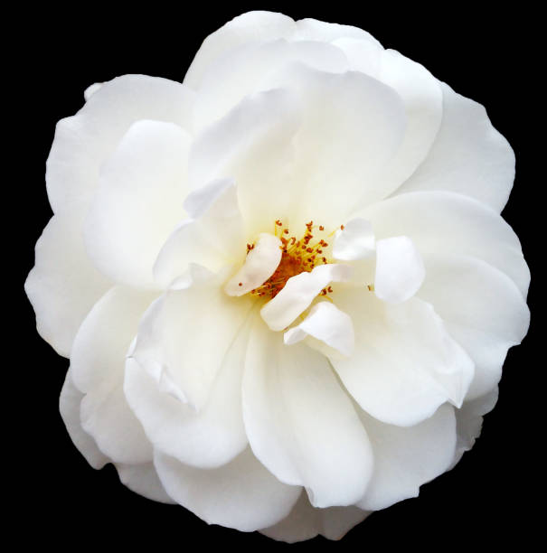 istock white  rose flower  on black isolated background. Closeup. For design. Nature. 1306868486