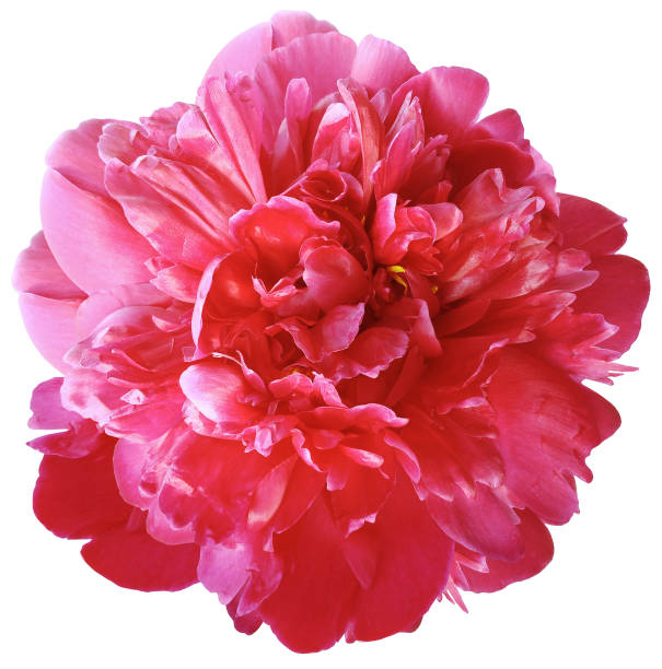 istock red  peony flower on a white isolated background with clipping path.  For design.  Closeup.  Nature. 1306868496