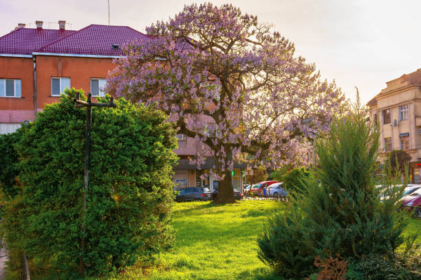 uzhhorod, ukraine - 01 MAY 2018: paulownia tree in the town center. big blossoming tree on the square among old architecture. popular tourist attraction