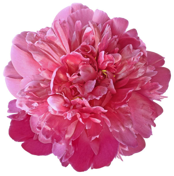 istock pink  peony flower on a white isolated background with clipping path.  For design.  Closeup.  Nature. 1306868552