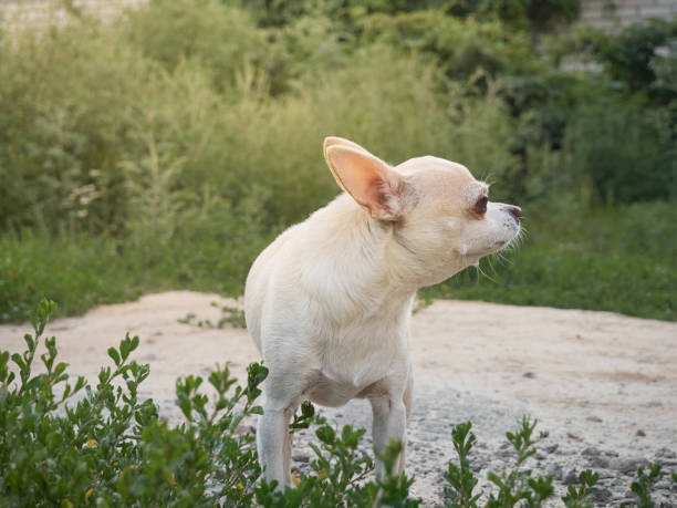 istock Portrait of small dog. 1306869166