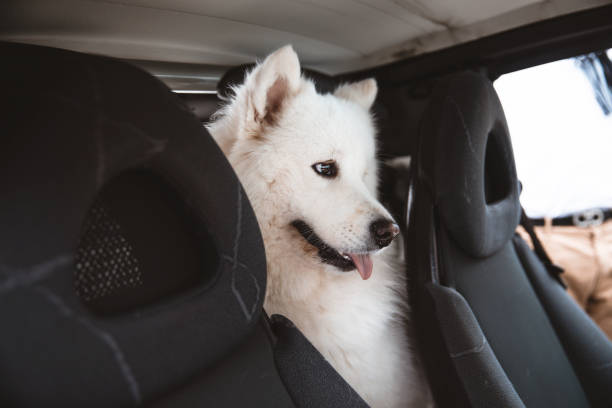 istock white dog Samoyed sitting in the car 1306871628