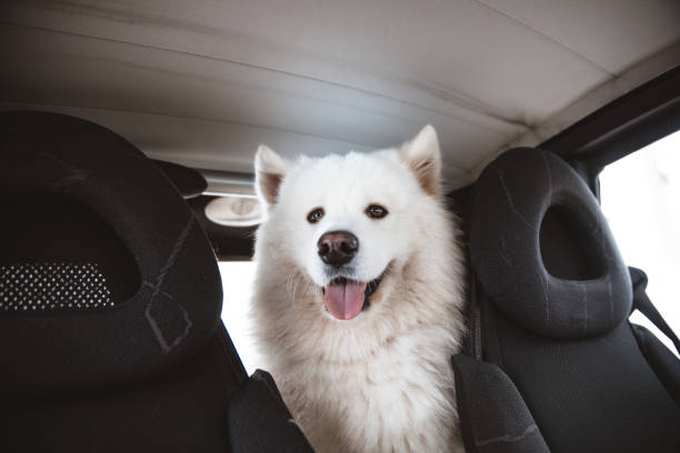 istock white dog Samoyed sitting in the car 1306871638
