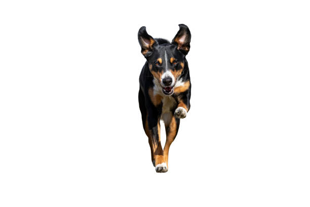 running dog - isolated on white background, appenzeller sennenhund