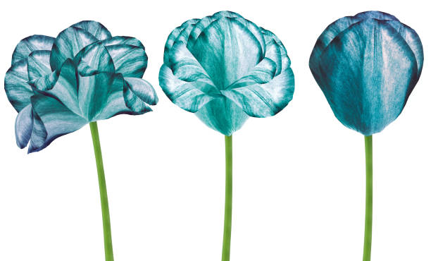 legen sie blumen tulpen auf einem weißen isolierten hintergrund mit clipping-pfad. nahaufnahme. blumen auf dem stiel. natur. - tulip blue close up cut flowers stock-fotos und bilder