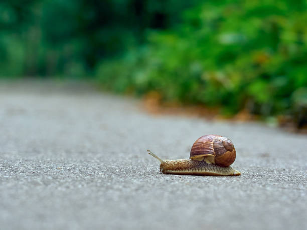 istock Snail on the asphalt 1306875289