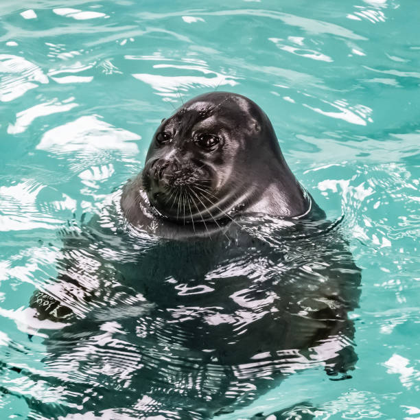 istock Baikal seal rests in the water 1306875758
