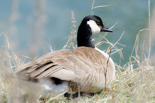 The Canada goose (Branta canadensis) is a large goose with a black head and neck, white cheeks, white under its chin, and a brown body.  It is native to the arctic and temperate regions of North America.  This goose is standing by a pond at Kachina Wetland near Kachina Village, Arizona, USA.