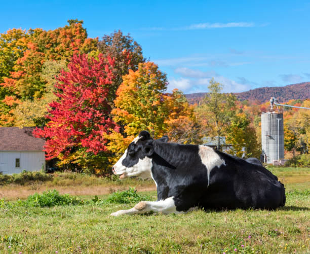 vacca - vermont farm dairy farm agricultural building foto e immagini stock