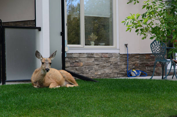 reh legt sich in den hinterhof - mule deer stock-fotos und bilder