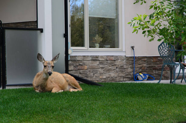 Deer laying down in the backyard A mule deer laying down in a house backyard mule deer stock pictures, royalty-free photos & images