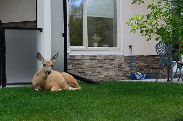 Photo of Deer laying down in the backyard