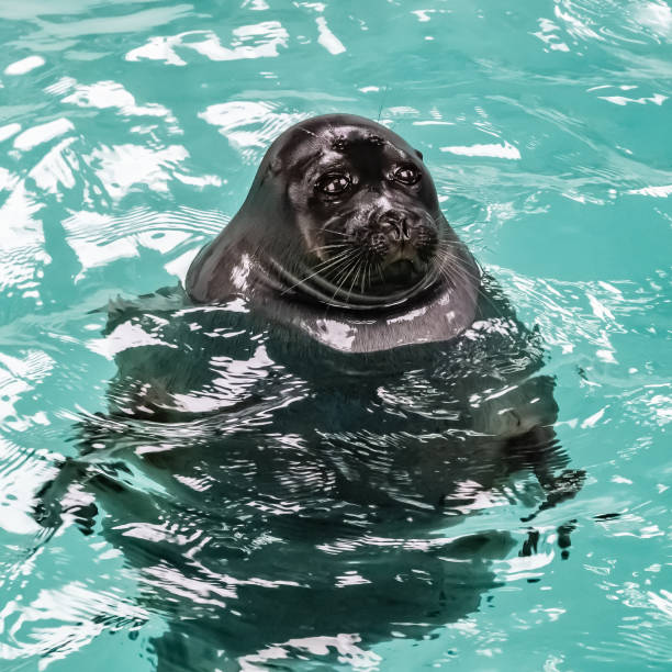 istock Baikal seal in clear water 1306876826