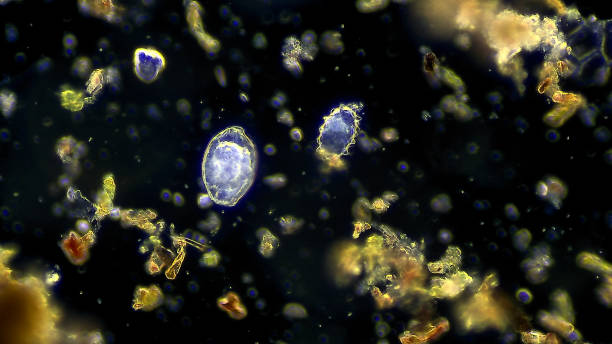 Micro organism - ciliate paramecium stock photo