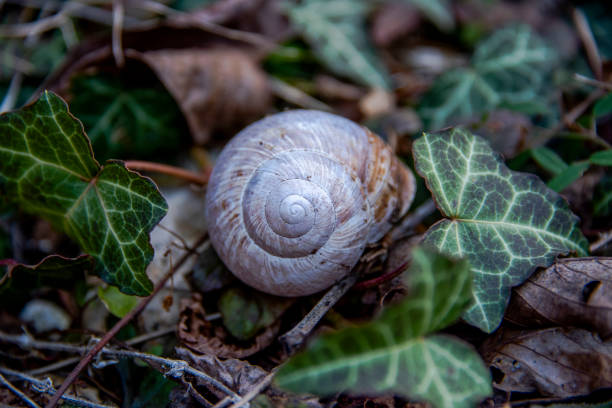 caracol cáscara entre la hiedra - snail environmental conservation garden snail mollusk fotografías e imágenes de stock