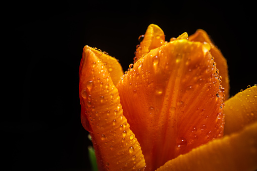 Yellow tulip after a light rain