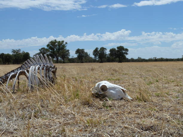 istock Barren farmland 1306880022