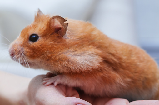 Side view of Cute Orange Syrian or Golden Hamster (Mesocricetus auratus) climbing on girl's hand. Taking Care, Mercy, Domestic Pet Animal Concept.