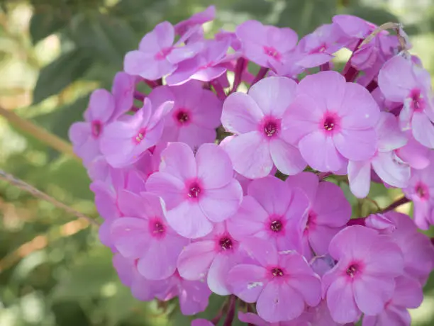 Precious lilac colored flowers (Phlox paniculata) grouped in panicles forming a nice grouping
