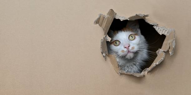 istock Funny tabby cat looking curious out of a hole in a cardboard box. Panoramic image with copy space. 1306881728