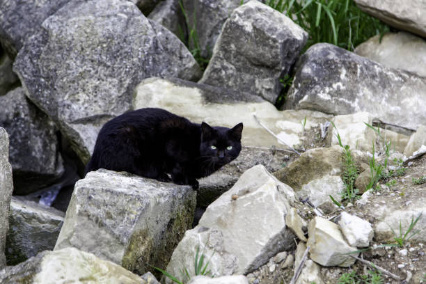 istock Black cat on street 1306882541