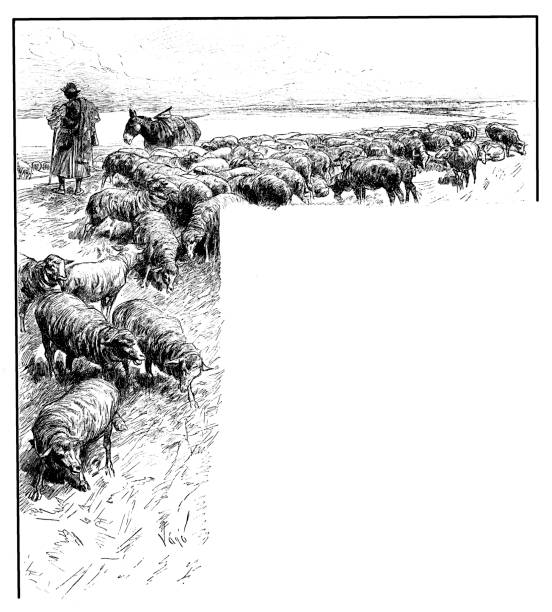 Rural landscape scene ,sheep on the shores of Lake Balaton Illustration of a Rural landscape scene ,sheep on the shores of Lake Balaton lake balaton stock illustrations