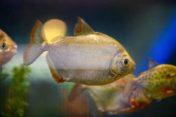 A Silver Metynnis fish. Silver dollar fish A Silver Metynnis fish. Silver dollar fish silver piranha fish stock pictures, royalty-free photos & images