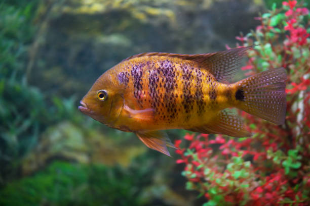 istock Fish Cichlasoma bocourti in the aquarium (neetroplus bocourti, herichthys bocourti). Selective focus 1306882909