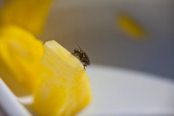 istock A house fly feeding on a piece of pineapple. 1306884596