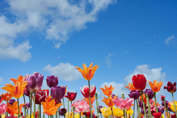 istock Colorful tulips against an orange sunset sky 1306884716