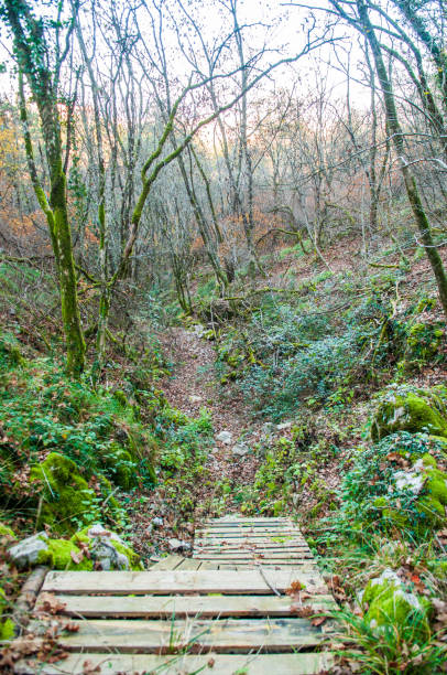 istock Krast near miren forest rodad 1306884979