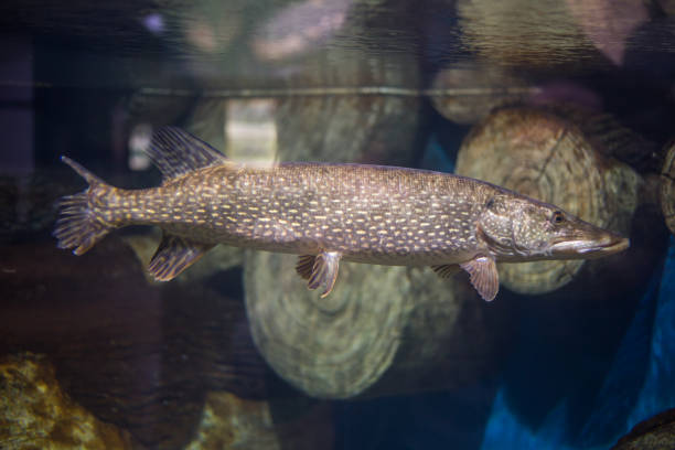 big fish pike swims in water, behind glass in an aquarium