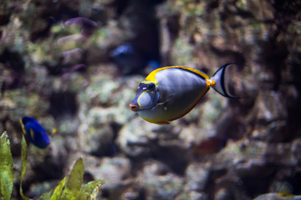 beautiful fish Naso Elegans in the aquarium in northern Russia beautiful fish Naso Elegans in the aquarium in northern Russia,fauna of the ocean among the stones naso elegans stock pictures, royalty-free photos & images