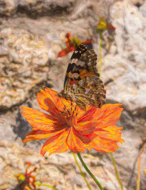 istock Butterfly On An Orange Flower 1306888453
