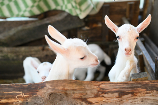Little white goats standing in wooden shelter