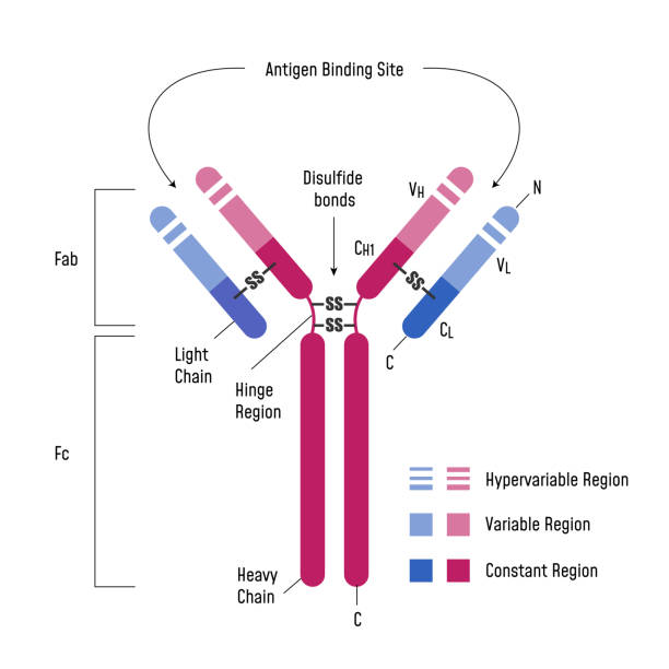 illustrazioni stock, clip art, cartoni animati e icone di tendenza di sistema immunitario. diagramma anticorpale ig struttura immunoglobulina. - white blood cell human immune system virus cell