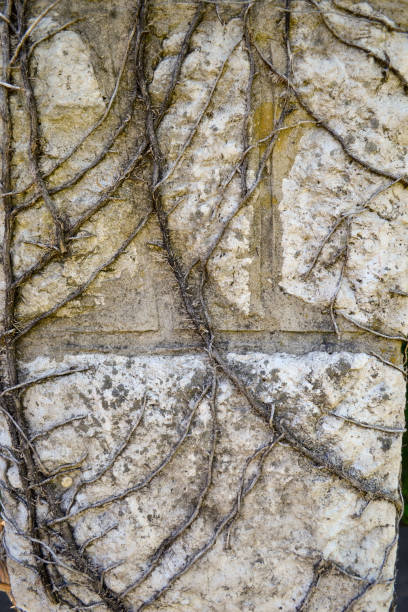 vite coniata su un muro di mattoni - ivy brick wall vine foto e immagini stock