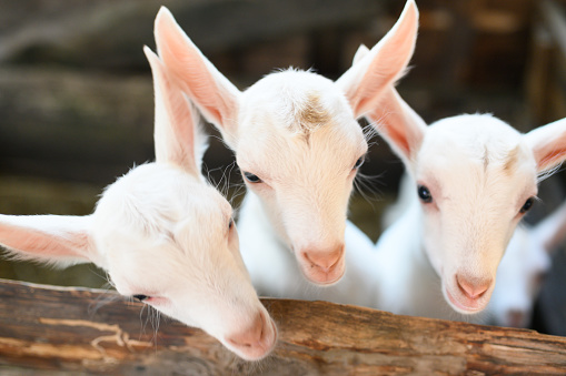 Little white goats standing in wooden shelter