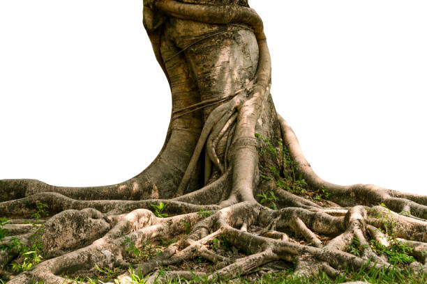 istock The Bodhi tree taken in Thailand. 1306893542