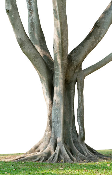 istock Picture of roots tree cut isolated on white background. 1306893544