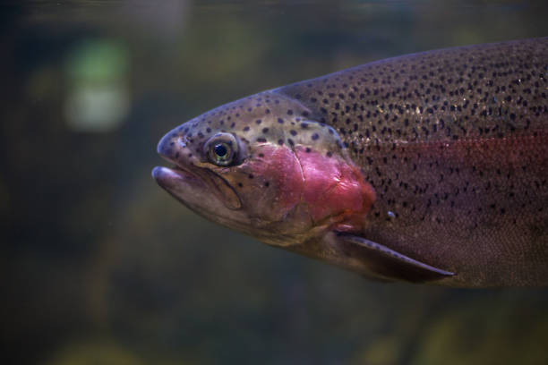 big pink salmon fish swims in water, behind glass in an aquarium