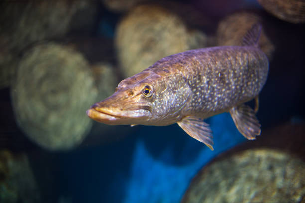 istock big fish pike swims in water 1306895396