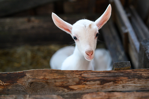 a baby goat. Beautiful cute baby goat kid