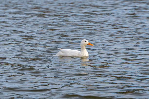 istock White mallard duck, started life as a yellow duckling 1306895665