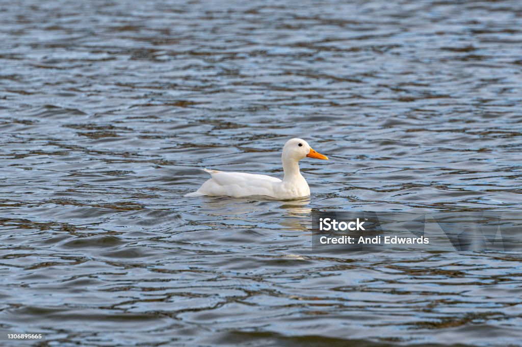 White mallard duck, started life as a yellow duckling Animal Stock Photo