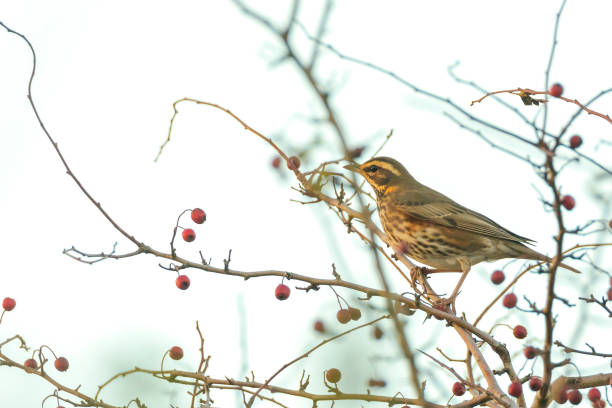 istock Redwing Turdus iliacus bird eating berries 1306896671