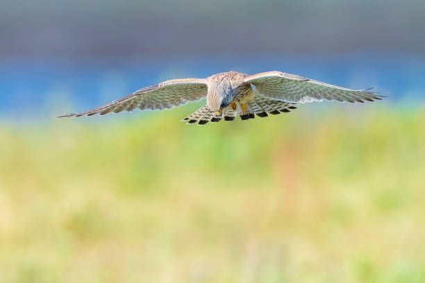 istock Kestrel falco tinnunculus closeup in flight 1306896678