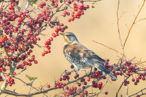 istock Fieldfare bird, Turdus pilaris, eating berries 1306896705